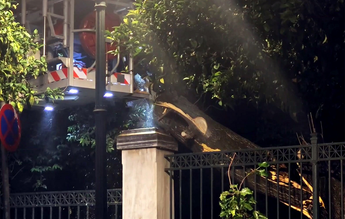 Έπεσε δέντρο κοντά στο Μέγαρο Μαξίμου – Διακοπή κυκλοφορίας στην Ηρώδου Αττικού