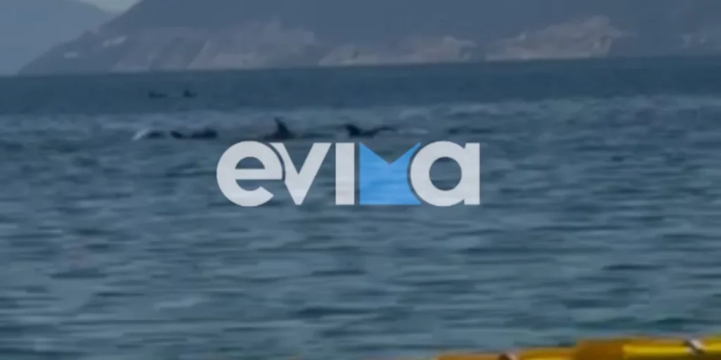 ΒΙΝΤΕΟ: Κοπάδι από δελφίνια και μια φώκια κάνουν βόλτα στον Ευβοϊκό – Ψαράς κατέγραψε το εντυπωσιακό θέαμα